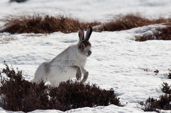 Blue Hare photography by Neil Salisbury Betty Fold Gallery